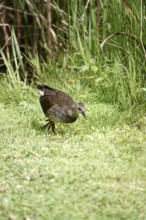 Young moorhen, summer, Germany
