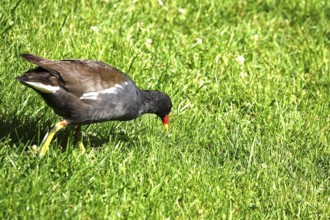 Moorhen, summer, Germany