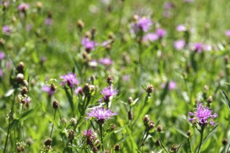 Meadow in summer, Germany
