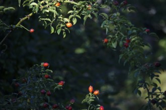 Rose hips on a bush, summer, Germany