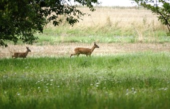 Two deer in a field, summer, Germany
