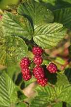 Blackberries on a blackberry bush in the garden, summer, Germany