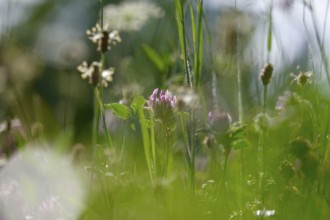 Meadow in summer with clover blossom, Germany