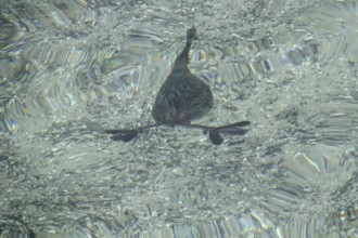 Great crested grebe (Podiceps ribbonfish) in a lake, summer, Germany