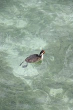 Great crested grebe (Podiceps ribbonfish) in a lake, summer, Germany