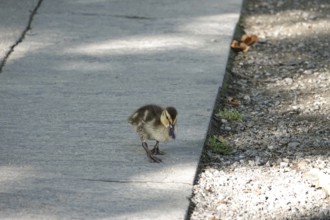 Young duck, summer, Germany
