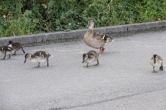 Ducks go for a walk, Summer, Germany