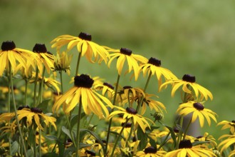 Flowering coneflower, summer, Germany