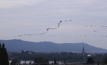 Bird migration over Radolfzell on Lake Constance, Baden-Württemberg, Germany