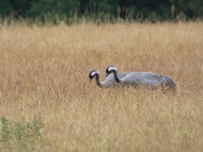 A pair of cranes looking for food, Mecklenburg-Western Pomerania, Germany