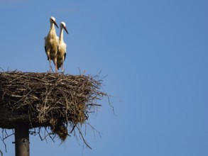 A pair of white storks on their nest, Mecklenburg-Western Pomerania, Germany