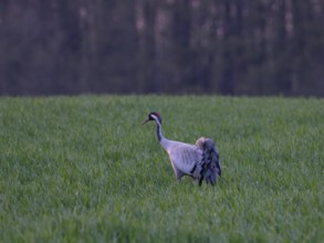 A crane looking for food, Mecklenburg-Western Pomerania, Germany