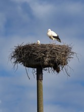 A pair of white storks on their nest, Mecklenburg-Western Pomerania, Germany