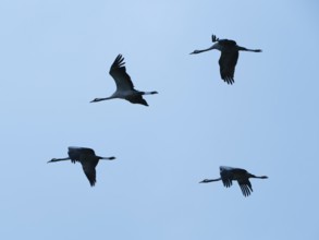 Cranes in flight, in the blue hour, Mecklenburg-Vorpommern, Germany