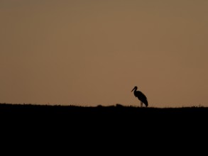 A white stork at sunset, Mecklenburg-Western Pomerania, Germany