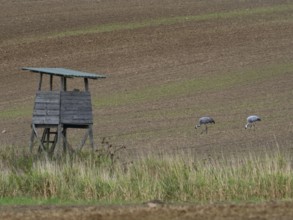 A pair of cranes in a field, Mecklenburg-Western Pomerania, Germany