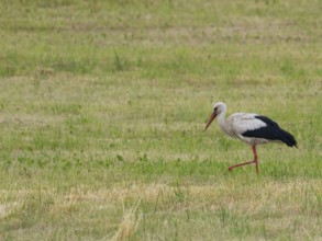 A white stork looking for food, Mecklenburg-Western Pomerania, Germany