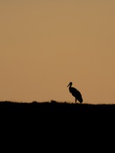 A white stork at sunset, Mecklenburg-Western Pomerania, Germany