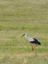 A white stork looking for food, Mecklenburg-Western Pomerania, Germany
