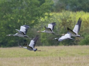 A group of cranes in flight, Mecklenburg-Western Pomerania, Germany