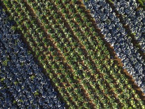 Top down view of red and green cabbage field from a drone, Devon, England, United Kingdom