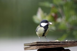 Great tit (Parus major), bird feeder, autumn, garden, Germany, The tit has a nut in its beak