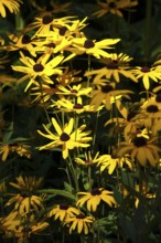 Blossoms of the coneflower, summer, Germany