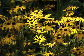 Blossoms of the coneflower, summer, Germany