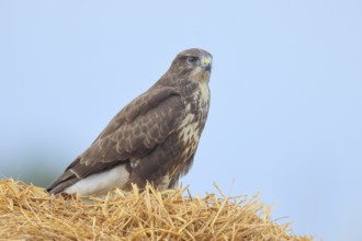 Buzzard (Buteo buteo) adult bird sitting on a pile of straw, wildlife, nature photography, birds,