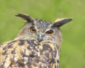 European Eagle Owl (Bubo bubo), portrait, owl, nocturnal bird, captive, Bavarian Forest National