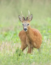 European roe deer (Capreolus capreolus), roebuck standing in harvested grain field after the
