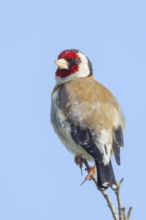 Goldfinch (Carduelis carduelis) adult, sitting on a thin branch, wildlife, animals, birds,
