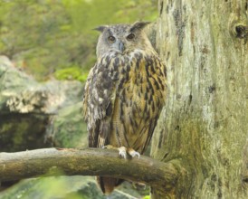 Eurasian Eagle-owl (Bubo bubo), sitting on a branch, owl, nocturnal bird, captive, Bavarian Forest