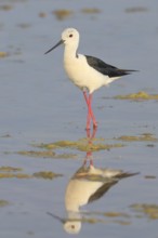 Black-winged Black-winged Stilt (Himantopus himantopus), male standing in shallow water, Wildlife,