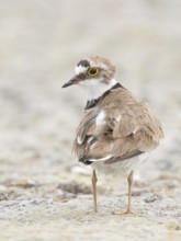 Little Ringed Plover (Charadrius dubius), standing on sandy ground, wildlife, nature photography,