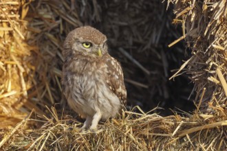 Little owl (Athene noctua) young bird sitting between bales of straw, endangered bird species in
