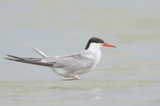 Common Tern (Sterna hirundo) standing in shallow water, terns, wildlife, nature photography,
