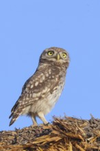 Little owl (Athene noctua) young bird sitting on a bale of straw, endangered bird species in