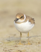 Little Ringed Plover, Little Ringed Plover, (Charadrius dubius), young bird standing on sandy