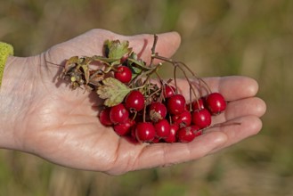 Hands holding berries of blackthorn (Prunus spinosa), Geltinger Birk nature reserve, Nieby,