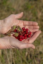 Hands holding berries of blackthorn (Prunus spinosa), Geltinger Birk nature reserve, Nieby,