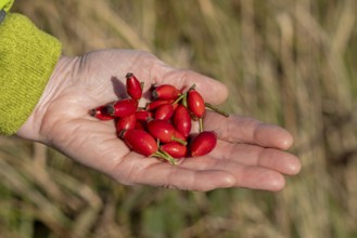 Hand holding rose hips, Geltinger Birk nature reserve, Nieby, Schleswig-Holstein, Germany