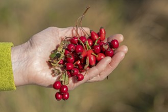 Hand holding berries of blackthorn (Prunus spinosa) and rose hips, Geltinger Birk nature reserve,