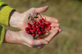 Hands holding berries of blackthorn (Prunus spinosa) and rose hips, Geltinger Birk nature reserve,