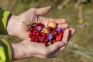 Hands holding berries of blackthorn (Prunus spinosa), rose hips, wild apples (Malus sylvestris) and