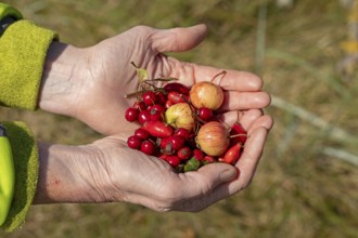 Hands holding berries of blackthorn (Prunus spinosa), rose hips, and wild apples (Malus