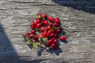 Rosehips and blackthorn berries (Prunus spinosa), Geltinger Birk nature reserve, Nieby,