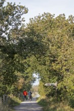 Cyclist, path, trees, signpost, Geltinger Birk nature reserve, Nieby, Schleswig-Holstein, Germany