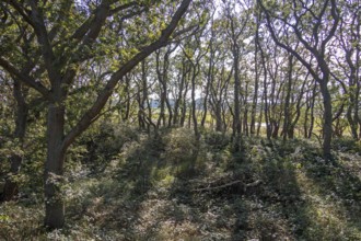 Hutewald, Geltinger Birk nature reserve, Nieby, Schleswig-Holstein, Germany