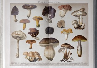 Colour plate of edible mushrooms, porcini mushroom, chanterelle mushroom, honey fungus, truffle,